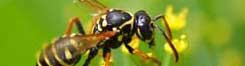 Orange Wasp Control.