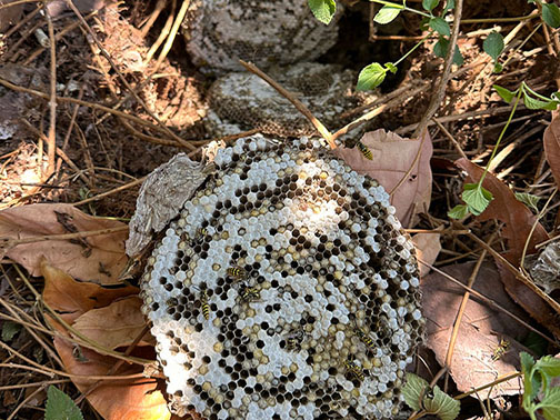 Bee Removal Pasadena This is     a picture of a swarm that is in the eave of a house.
