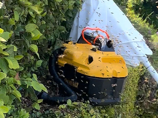 Bee Removal  This is a picture of a hive hanging underneath an eave.