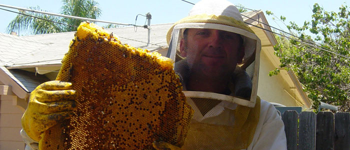 Pasadena Bee Removal Guys Tech Michael