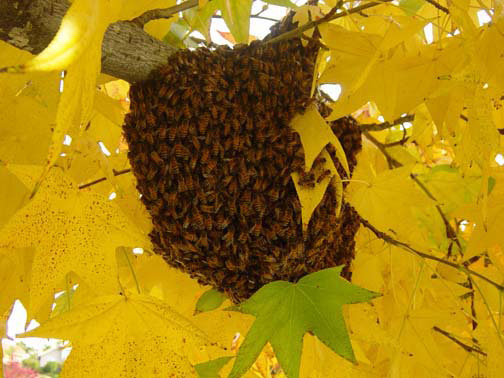 Pasadena Bee Removal Guys Picture of a 
    swarm we relocated from a tree.