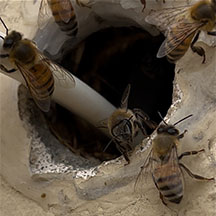 Bee Removal Eagles Nest 