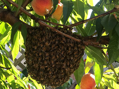 Pasadena Bee Removal Guys Picture of a     swarm we relocated from a tree.