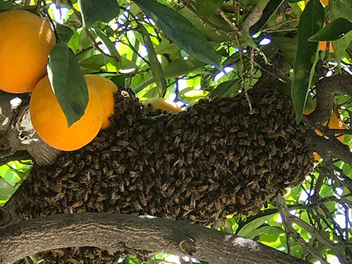 Bee Removal Pasadena This is a picture of a hive hanging underneath an eave.
