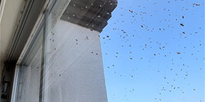 Live Bee Removal Pasadena CA. A large hive in a patio overhang.
