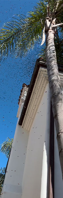 Bee Swarm in a tree.