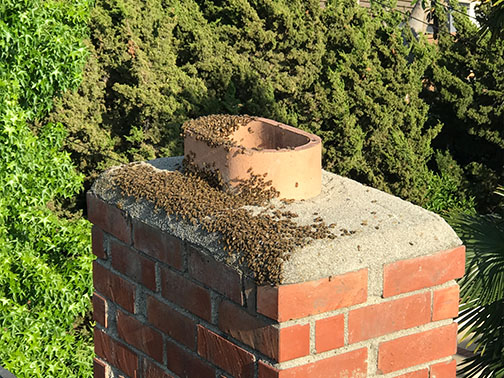 Bee Removal Pasadena This is a picture of a hive hanging underneath an eave.