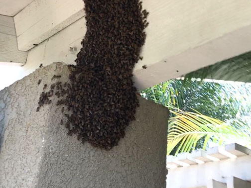Bee Removal Pasadena This is a picture of a mature hive between the first and second story of a house.