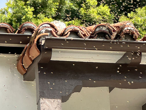 Bee Removal Pasadena This is     a picture of a swarm that is in the eave of a house.