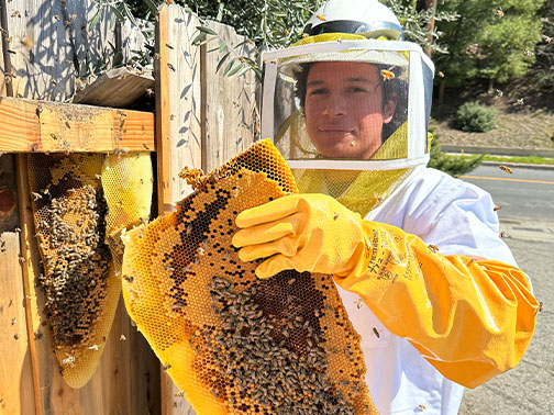 Bee Removal Pasadena This is a picture of a mature hive between the first and second story of a house.