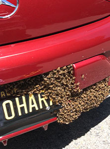 Pasadena Bee Removal Guy Anthony picture of swelling after being stung     on the lip.