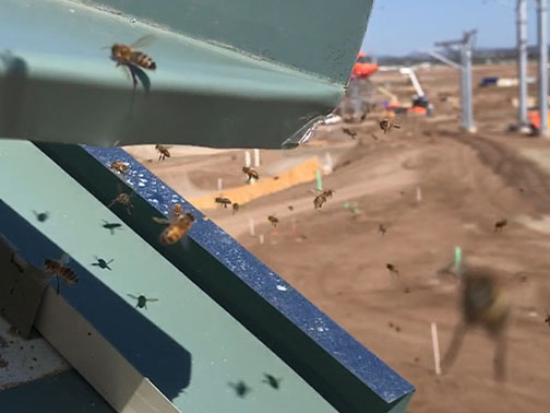 Bee Removal Pasadena This is a picture of a hive hanging underneath an eave.