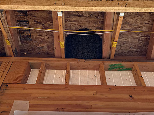 Pasadena Bee Removal Guys Picture of a     swarm we relocated from a tree.