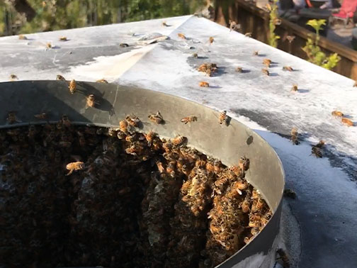 Pasadena Bee Removal Guys Picture of a     swarm we relocated from a tree.