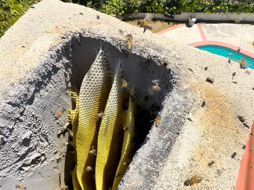 Bee Removal Pasadena This is a picture of a hive hanging underneath an eave.
