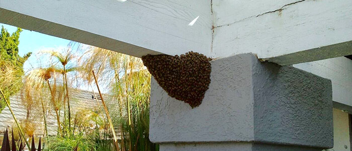 Pasadena Bee Removal Guys Tech Michael