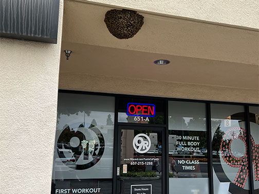 Pasadena Bee Removal Guys Picture of a     swarm we relocated from a tree.