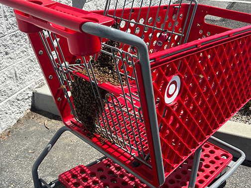 Bee Removal Pasadena This is a picture of a hive hanging underneath an eave.