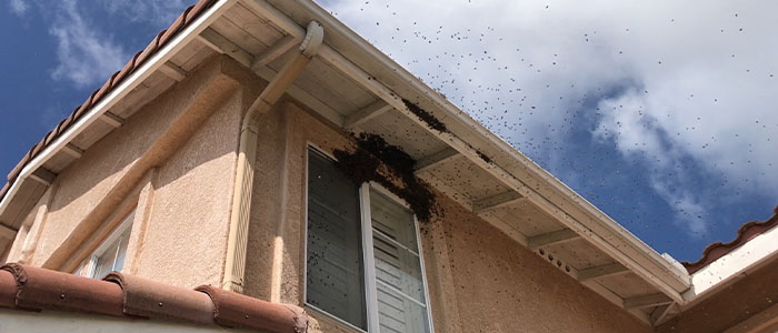 Pasadena Bee Removal Guys Tech Michael