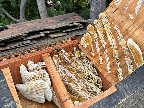 Bee Removal Pasadena This is a picture of a hive hanging underneath an eave.