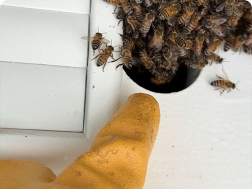 Pasadena Bee Removal Guys Picture of a     swarm we relocated from a tree.