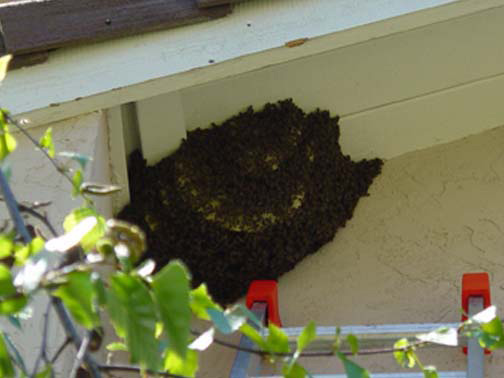 Bee Removal Pasadena This is a 
    picture of a hive hanging underneath an eave.