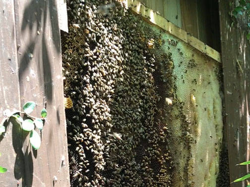 Pasadena Bee Removal Guys Picture of a     swarm we relocated from a tree.