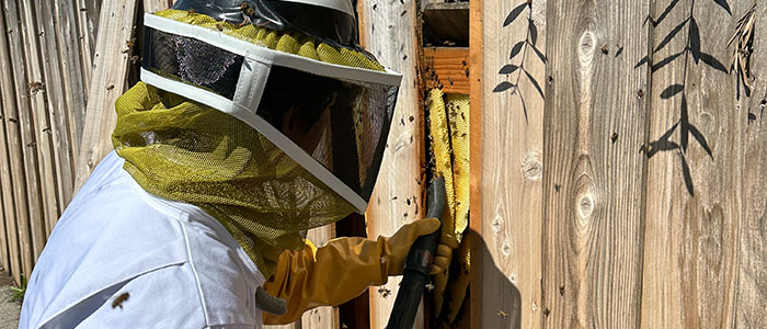 Pasadena Bee Removal Guys Tech Michael