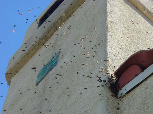 Bee Removal Pasadena This is 
    a picture of a swarm that is in the eave of a house.