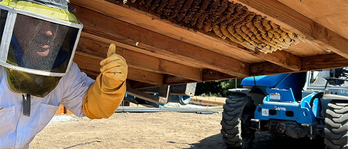 Pasadena Bee Removal Guys Tech Michael