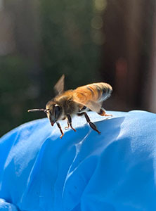 Pasadena Bee Removal Guy Anthony right after being stung on the lip.