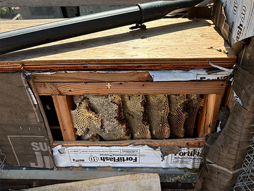 Bee Removal Pasadena This is     a picture of a swarm that is in the eave of a house.