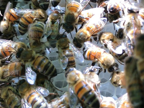 Bee Removal Pasadena This is     a picture of a swarm that is in the eave of a house.