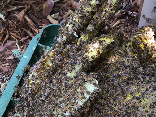 Bee Removal  This is     a picture of a swarm that is in the eave of a house.