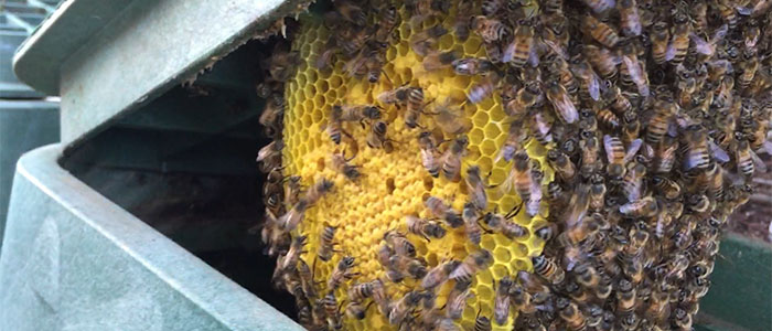  Bee Removal Guys Tech Michael