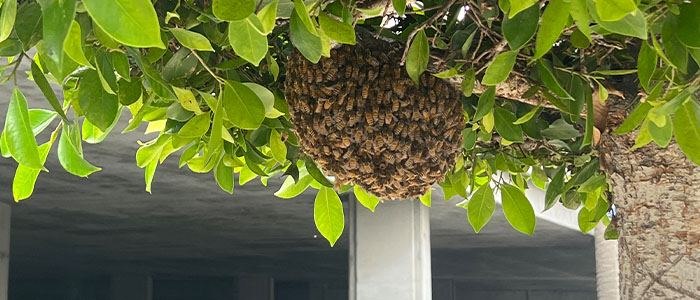 Pasadena Bee Removal Guys Tech Michael