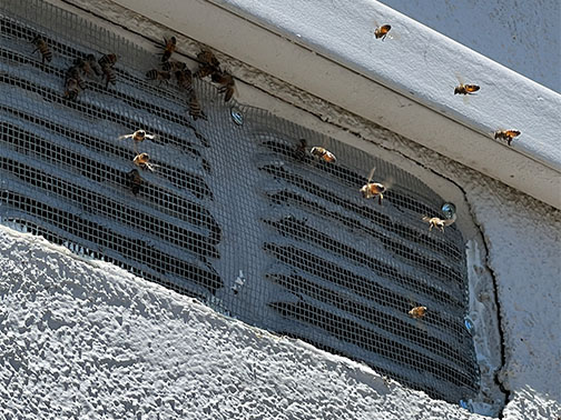 Bee Removal Pasadena This is a picture of a hive hanging underneath an eave.