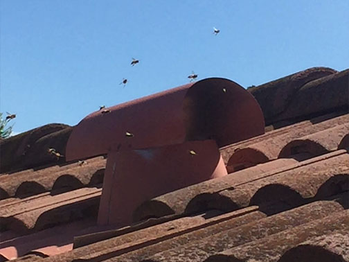 Bee Removal Pasadena This is a picture of a hive hanging underneath an eave.