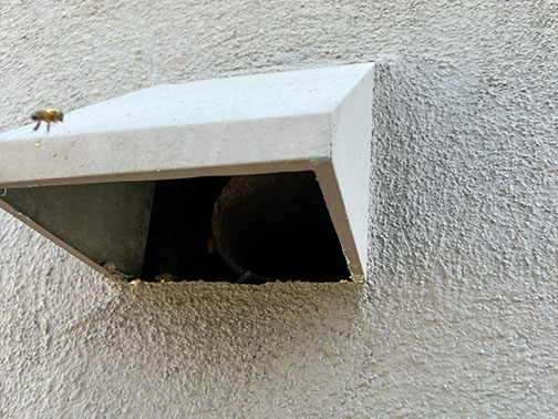 Bee Removal Pasadena This is a picture of a hive hanging underneath an eave.