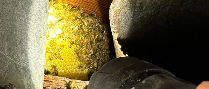 Pasadena Bee Removal Guys Tech Michael