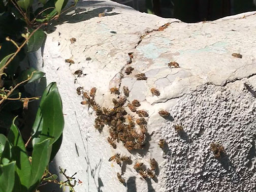 Bee Removal Pasadena This is     a picture of a swarm that is in the eave of a house.