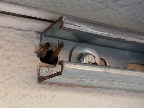 Bee Removal Pasadena This is a picture of a hive hanging underneath an eave.