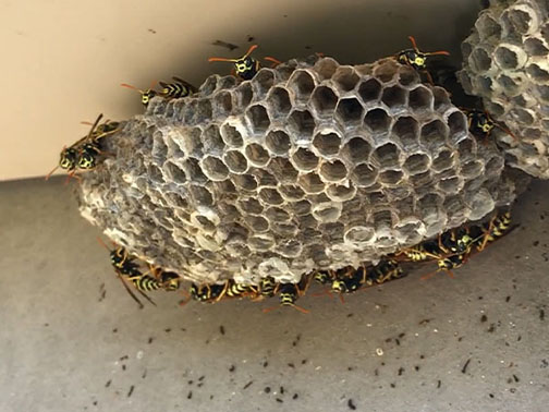 Bee Removal Pasadena This is a picture of a hive hanging underneath an eave.