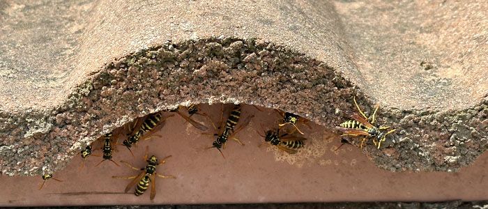 Pasadena Bee Removal Guys Tech Michael