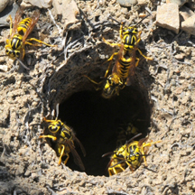 Yellow Jacket Removal San Marino CA